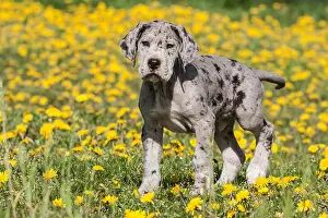 Lengths Prints: Great Dane, puppy, spotted