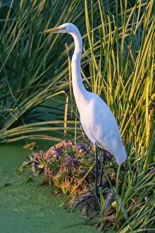 Santa Clara County Prints: Great Egret Adult Foraging. Sunnyvale WPCP Pond, Santa Clara County, California, USA