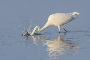 Baltic Coast Prints: Great Egret (Ardea alba) fishing