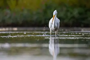 Great White Egret Prints: great egret (Ardea alba) fishing