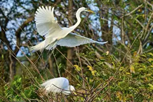Breeding Grounds Prints: Great Egret (Ardea alba), flying up from the nest