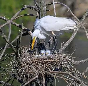Alba Prints: Great egret (Ardea alba) at the nest with newly hatched brooding chicks