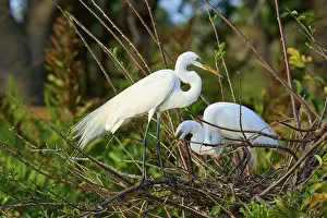 Birds Nest Prints: Two Great Egret (Ardea alba), on Nest in springtime