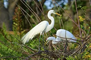 Animal Behaviour Prints: Two Great Egret (Ardea alba), on Nest in springtime