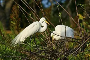 Ardea Alba Prints: Two Great Egret (Ardea alba), on Nest in springtime