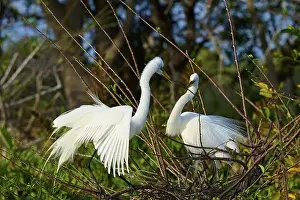 Animal Behaviour Prints: Two Great Egret (Ardea alba), on Nest in springtime