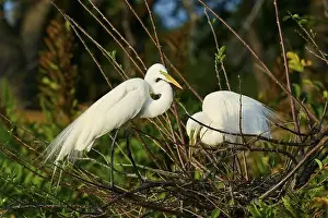 Animal Behaviour Prints: Two Great Egret (Ardea alba), on Nest in springtime