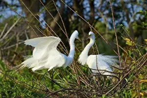 Birds Nest Prints: Two Great Egret (Ardea alba), on Nest in springtime