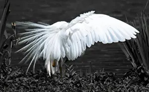 Lakes Prints: Great Egret (Ardea alba) stretching out it's wing