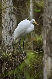 Natural Environments Prints: Great Egret (Ardea alba), in the swamp