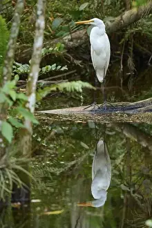 Water Body Prints: Great Egret (Ardea alba), in the swamp and reflected in the water Spring
