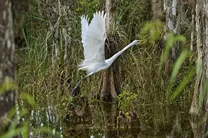 Conservation Area Prints: Great Egret (Ardea alba), in the swamp during take-off