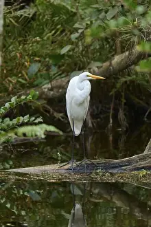 Environmental Reserve Prints: Great Egret (Ardea alba), in the swamp by the water