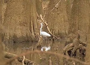 South Carolina Prints: A Great Egret Deep in the Heart of a Bottomland Forest in Congaree National Park in South Carolina
