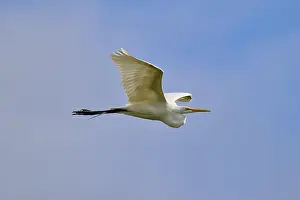 Natural Environments Prints: Great Egret (Egretta alba), flying through the air