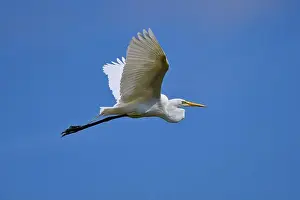 Fine Weather Prints: Great Egret (Egretta alba), flying against the blue sky