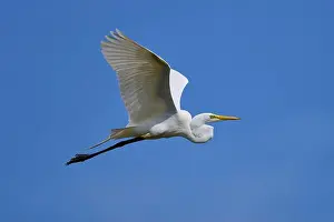 Nice Weather Prints: Great Egret (Egretta alba), flying against the blue sky