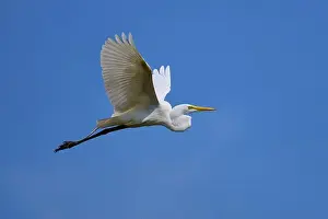 Flights Prints: Great Egret (Egretta alba), flying against the blue sky