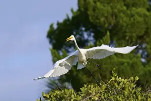 Fine Weather Prints: Great Egret (Egretta alba), flying over green trees against the blue sky