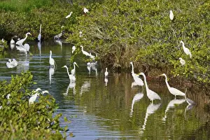 Us America Prints: Great Egret (Egretta alba), group standing in a calm body of water surrounded by green vegetation