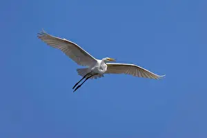 Ardea Alba Prints: Great egret in flight, Merritt Island National Wildlife Refuge, Florida