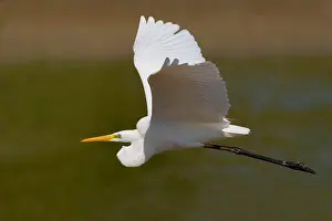 Tuscany Prints: great egret, Great White Egret (Egretta alba)