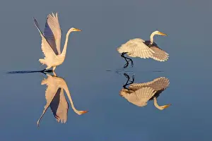 Ardea Alba Prints: Great egret reflection on still water while fishing