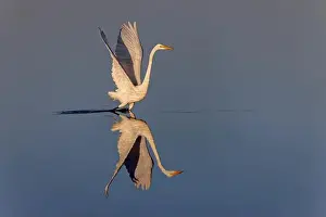 Ardea Alba Prints: Great egret reflection on still water while fishing