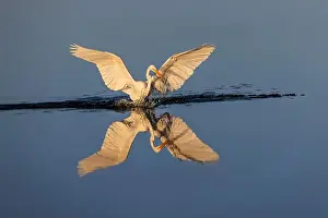Ardea Alba Prints: Great egret reflection on still water while fishing