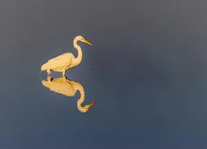 Ardea Alba Prints: Great egret reflection on still water while fishing