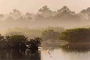 Ardea Alba Prints: Great egret reflection on still water while fishing