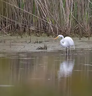 Ardea Alba Prints: Great Egret wading in a marsh habitat in Amherstburg Ontario in spring