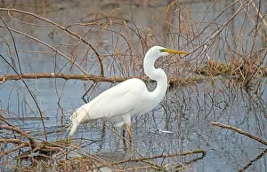 Reeds Prints: Great Egret in a Wetland Pond in Brazos Bend State Park in Texas
