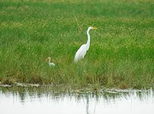 Ardea Alba Prints: Great Egret and a White Ibis in Wetland Grasses in SWanta Ana National Wildlife Refuge in Texas