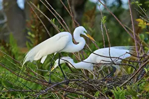 Birds Nest Prints: Two great egrets (Ardea alba), in nest