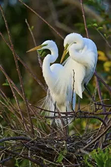 Animal Behaviour Prints: Two great egrets (Ardea alba), in nest