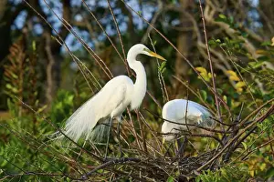Birds Nest Prints: Two great egrets (Ardea alba), in nest