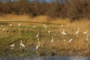 Catalogne Prints: Great egrets and other waders in the Aiguamolls de l'Emporda nature reserve