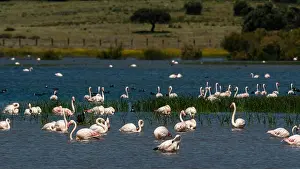 Flamingo Prints: Great Flamingos (Phoenicopterus roseus), Donana National & Natural Park, Andalusia, Spain