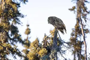 Deadly Prints: A Great gray owl (Strix nebulosa) on the hunt in the Boreal forest of Northern Saskatchewan