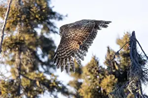 Deadly Prints: A Great gray owl (Strix nebulosa) on the hunt in the Boreal forest of Northern Saskatchewan