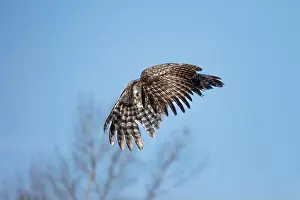 Deadly Prints: A Great gray owl (Strix nebulosa) on the hunt in the Boreal forest of Northern Saskatchewan