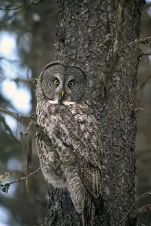 Owls Prints: Great gray owl (Strix nebulosa) in a lodepole pine in late fall