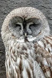 Great Grey Owl Prints: Great grey owl feeds on small mammals