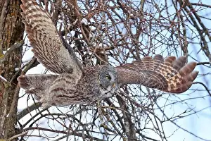 Great Grey Owl Prints: Great Grey Owl flying in the forest, Quebec, Canada