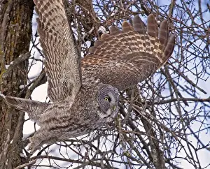 Great Grey Owl Prints: Great Grey Owl flying in the forest, Quebec, Canada