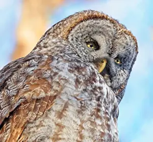 Great Grey Owl Prints: Great Grey Owl portrait in the forest, Quebec, Canada