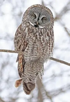 Strigidae Prints: Great Grey Owl sitting on a tree branch in the forest, Quebec, Canada