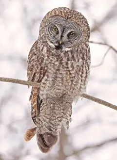Strigidae Prints: Great Grey Owl sitting on a tree branch in the forest, Quebec, Canada