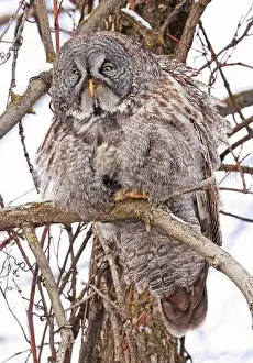 Strigidae Prints: Great Grey Owl sitting on a tree branch in the forest, Quebec, Canada